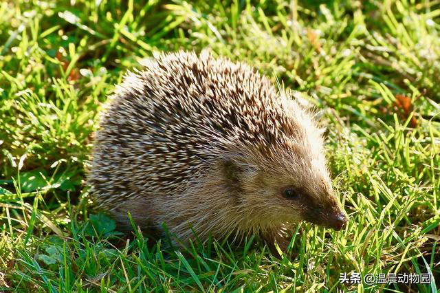 鸟是恒温动物吗（动物冬眠就是简单的冬天睡觉）