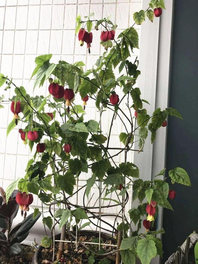 鸟尾花的繁育管理，鸟尾花 花期（30种耐阴花）