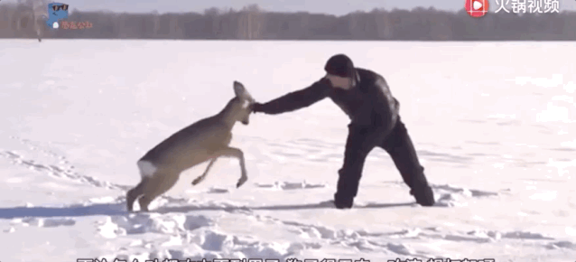 狍子为什么叫傻狍子，狍子为什么叫傻狍子视频（硬是把自己蠢成了国家保护动物…）