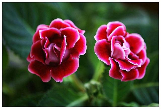 大岩桐的养殖方法和注意事项，养大岩桐注意这几点