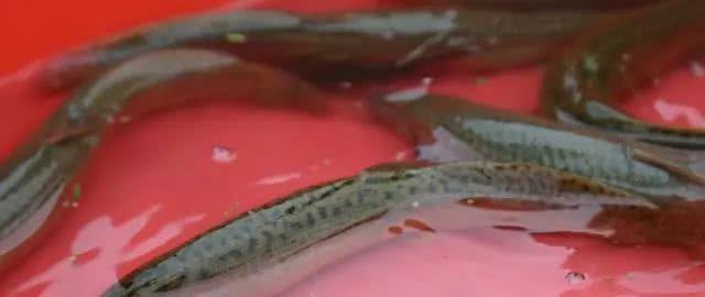 农村常见的10种野生食物，图6名字容易被误会