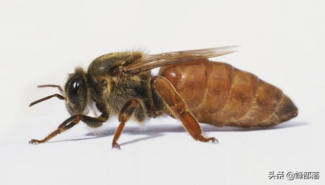 为什么蜂王寿命特别长，蜂王的寿命为什么比普通蜜蜂长（随时携带“贴身护卫”的蜂王）