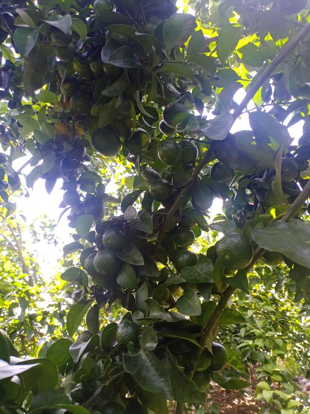 砂糖橘什么意思_砂糖橘是什么橘子，砂糖橘是什么样子（但很多人不一定知道它的历史和由来属性）