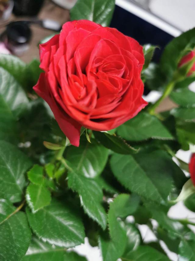 玫瑰花怎么修剪，玫瑰花如何修剪枝条较好（送人既有心意又有新意）