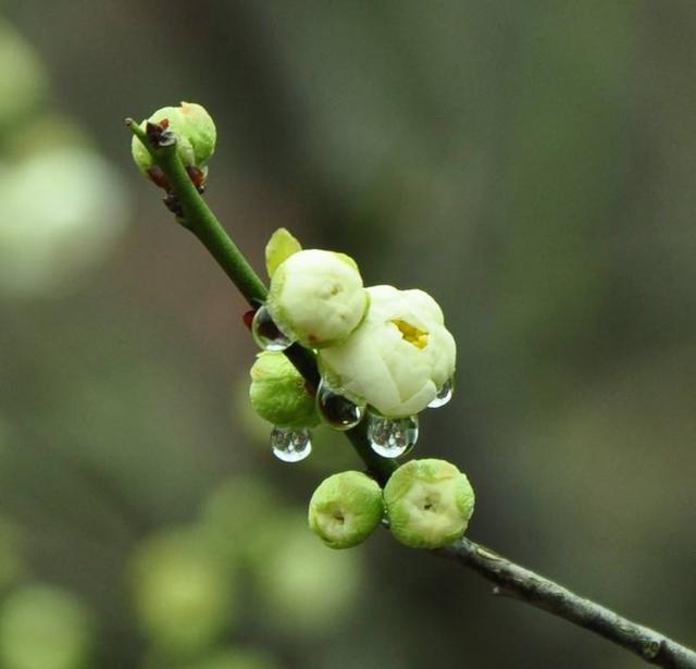 梅花什么颜色，冬天的梅花什么颜色（在古诗词中优雅地绽放）