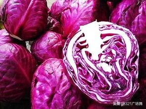 怎么区分包菜和绿甘蓝，怎样区分甘蓝和包菜（紫色包菜和绿色包菜价钱差得远）