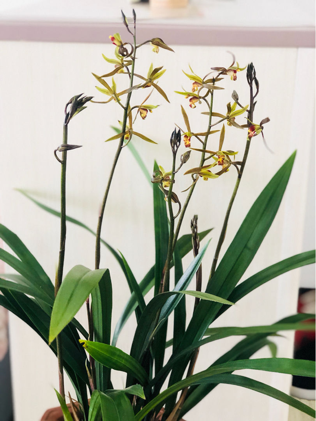 现在中国国花是什么花适合春秋穿的衣服，中国的国花是什么（5种“高贵花”）