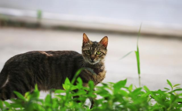 狸花猫为什么像老虎，狸花猫和花狸猫一样吗（狸花猫有什么优点和缺点）