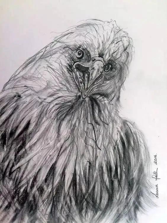 如何画一只老鹰,画一只帝王暴龙(快收藏起来临摹学习吧) 如何画一只老鹰,画一只帝王暴龙(快收藏起来临摹学习吧)