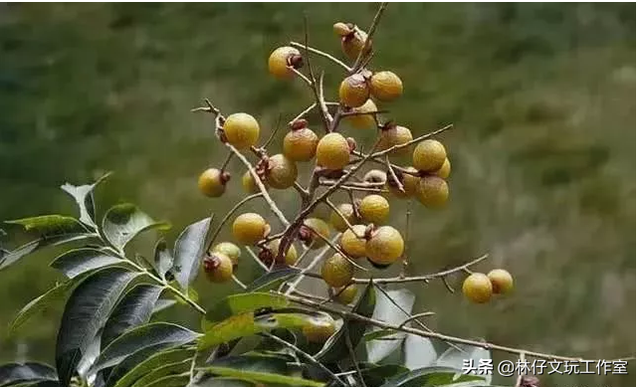 适合做手串的植物种子，适合做手串的植物种子是什么（这些路边捡的树籽儿串成手串）