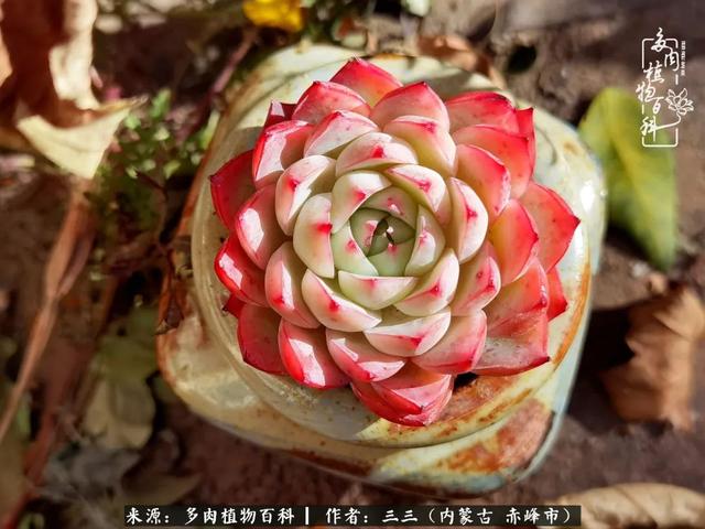 雪候鸟是什么意思，雪候鸟歌词表达什么意思（多肉于我从来不是锦上添花）