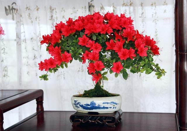 日本杜鹃盆景养殖方法，最实用的方法养出最美的花