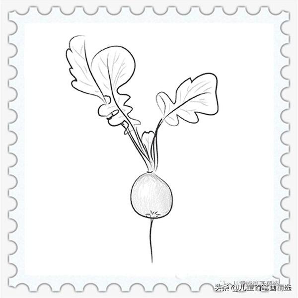 萝卜的简笔画大全大图，儿童简笔画精选-水萝卜的绘画步骤