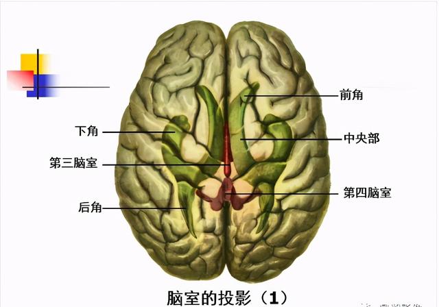 大脑杏仁体解剖图，高清大脑解剖图谱
