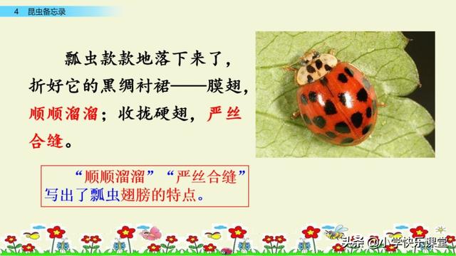 什么的硬翅，什么的硬翅？填四个字。（小学部编三年级语文下第4课《昆虫备忘录》图文+知识点+同步练习）