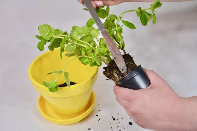 薄荷盆栽怎么弄，薄荷怎么做盆栽（买来的小薄荷盆栽快速长满一盆）