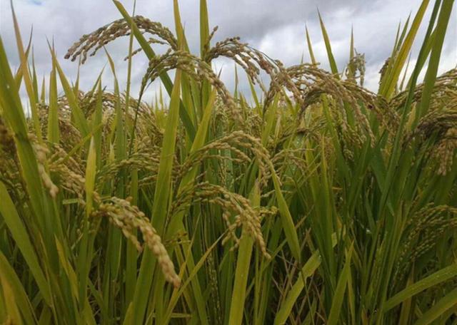 苏油是什么油，苏油的油怎么样（粉条润滑米饭香）