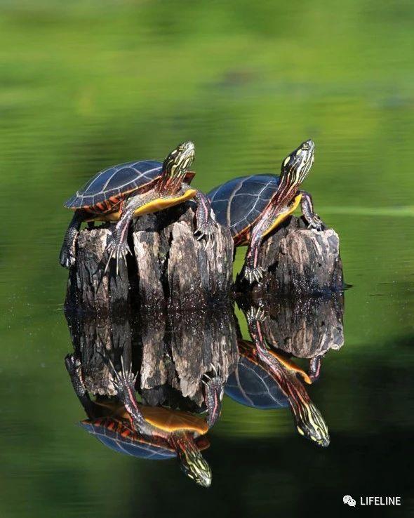 东锦龟怎样饲养，东锦龟的养殖（龟界传说级别的抗冻神仙）