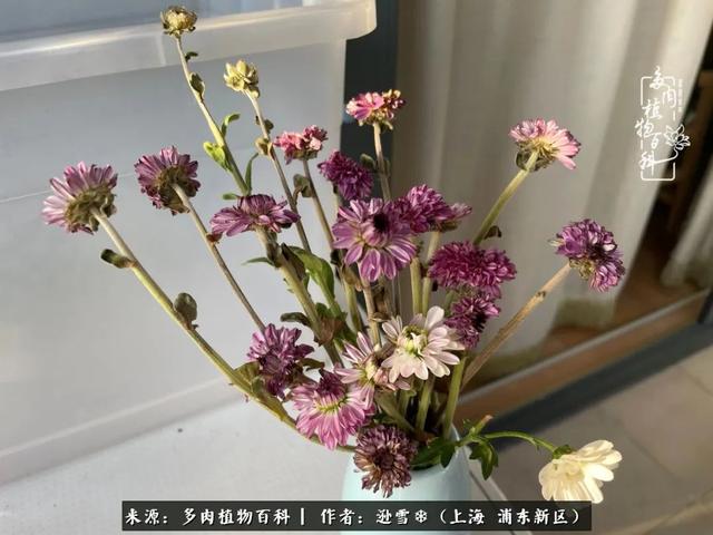 多肉植物图片，感恩相遇，余生相互关照（若绿多肉植物图片）