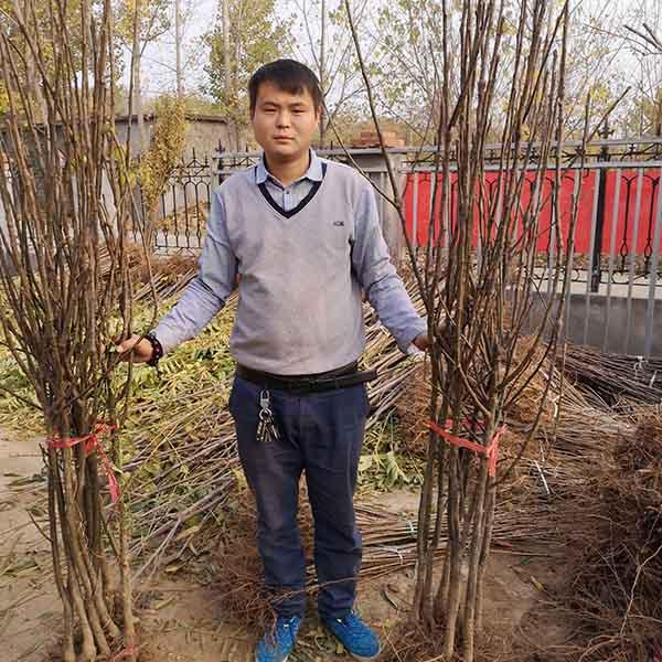 八月酥梨苗价格多少钱一棵，酥梨八月施点什么肥好（1-2年生山农酥梨树苗基地批发）