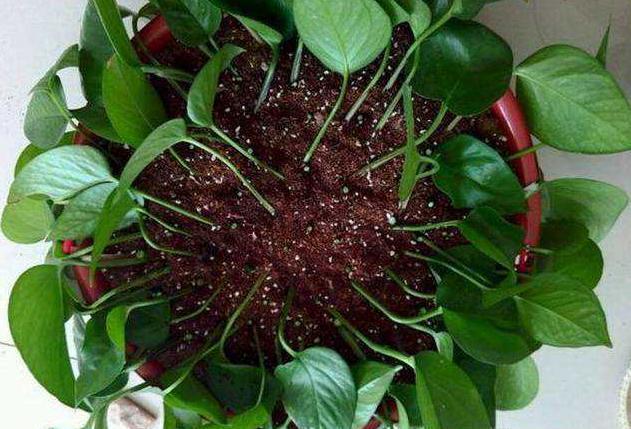怎么养好兰花视频教程，怎样盆栽兰花视频（绿萝扦插“小技巧”）
