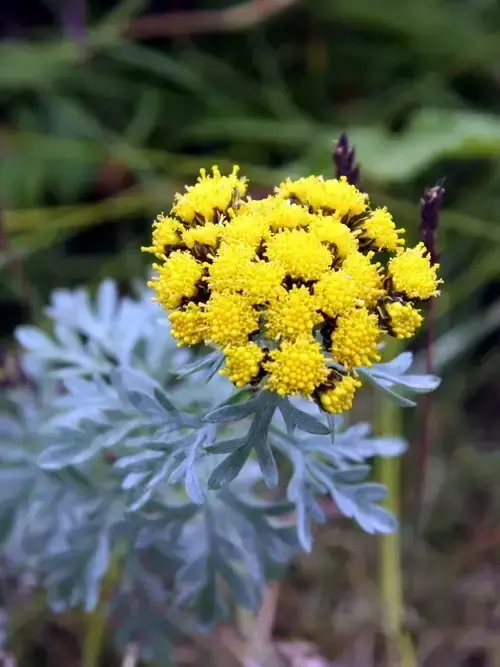 各种花开放的时间（100种常见花的花开时间附图）