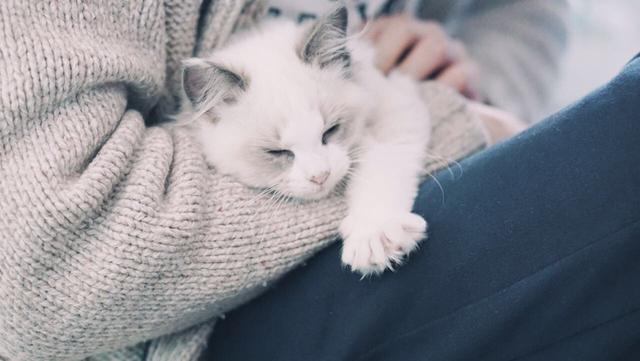 布偶猫头像微信，布偶猫头像（能吃两碗辣椒）