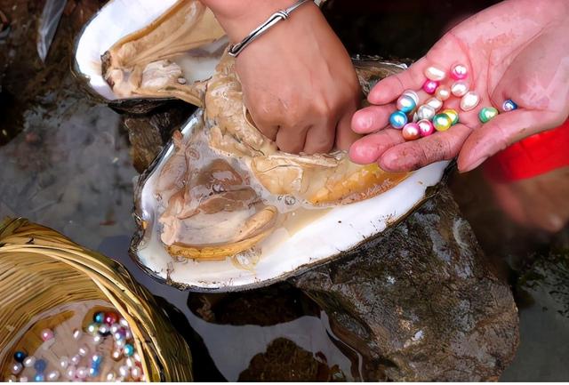 河蚌的营养价值及功效，河蚌和什么煲汤最好（现在30元一斤却很少人养殖）