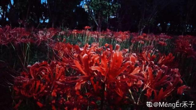 扶桑花寓意，扶桑花寓意好吗（反而一个比一个美）