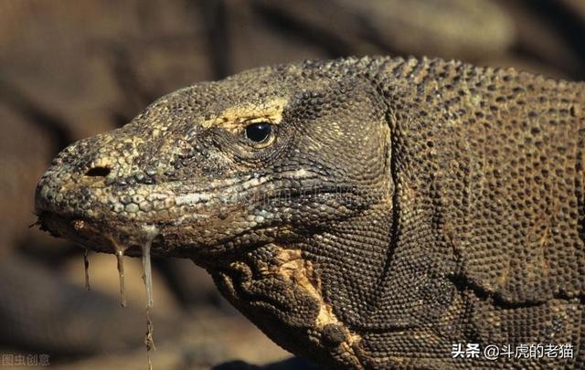 鳄鱼是两栖动物吗，扬子鳄是两栖动物吗（科莫多龙VS鳄鱼）