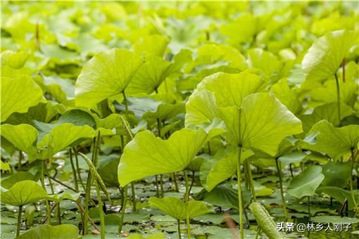 藕怎么种植方法，莲藕的种植技术（荷花种植方法是什么）