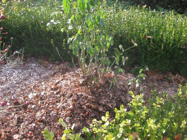 玫瑰花怎么保存，玫瑰花怎么保存时间长（掌握这几点知识要点）