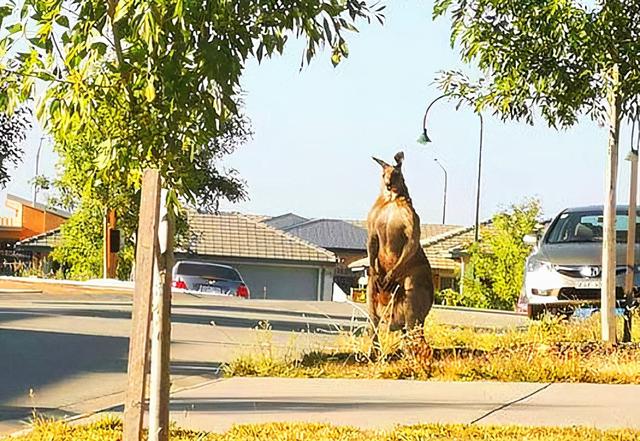 袋鼠是哪个国家的国宝，袋鼠熊在哪个国家被称为国宝（澳洲女子街遇巨型袋鼠）