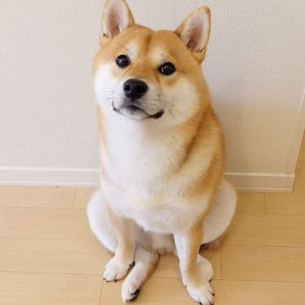 宠物狗品种图片大全，宠物狗的品种（常见宠物狗大全：品种）