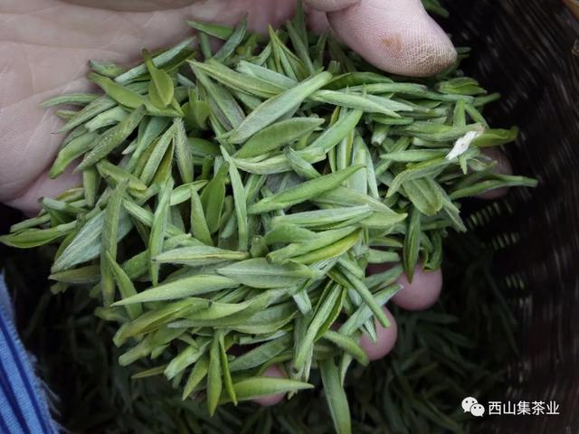 毛尖是哪里产的，都匀毛尖是哪里产的（信阳毛尖发展史和地理环境）