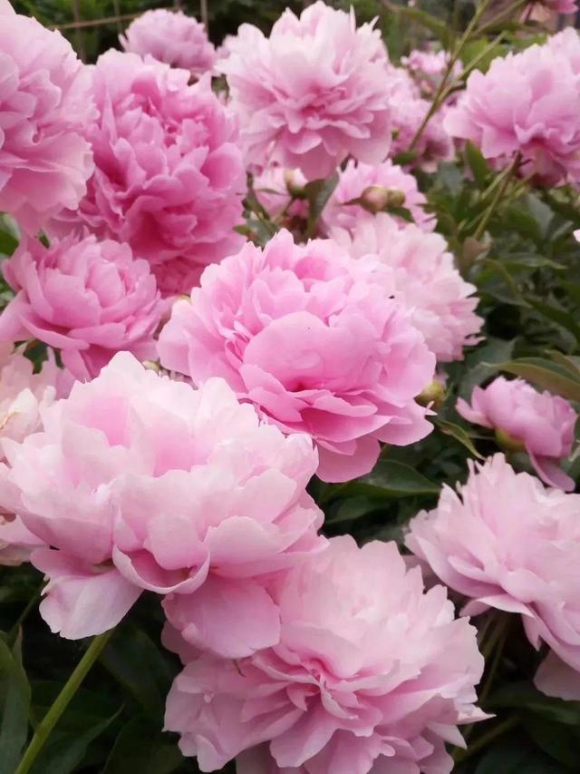 芍药不开花的解决办法，芍药一直不开花怎么办（开花个个比拳头大）