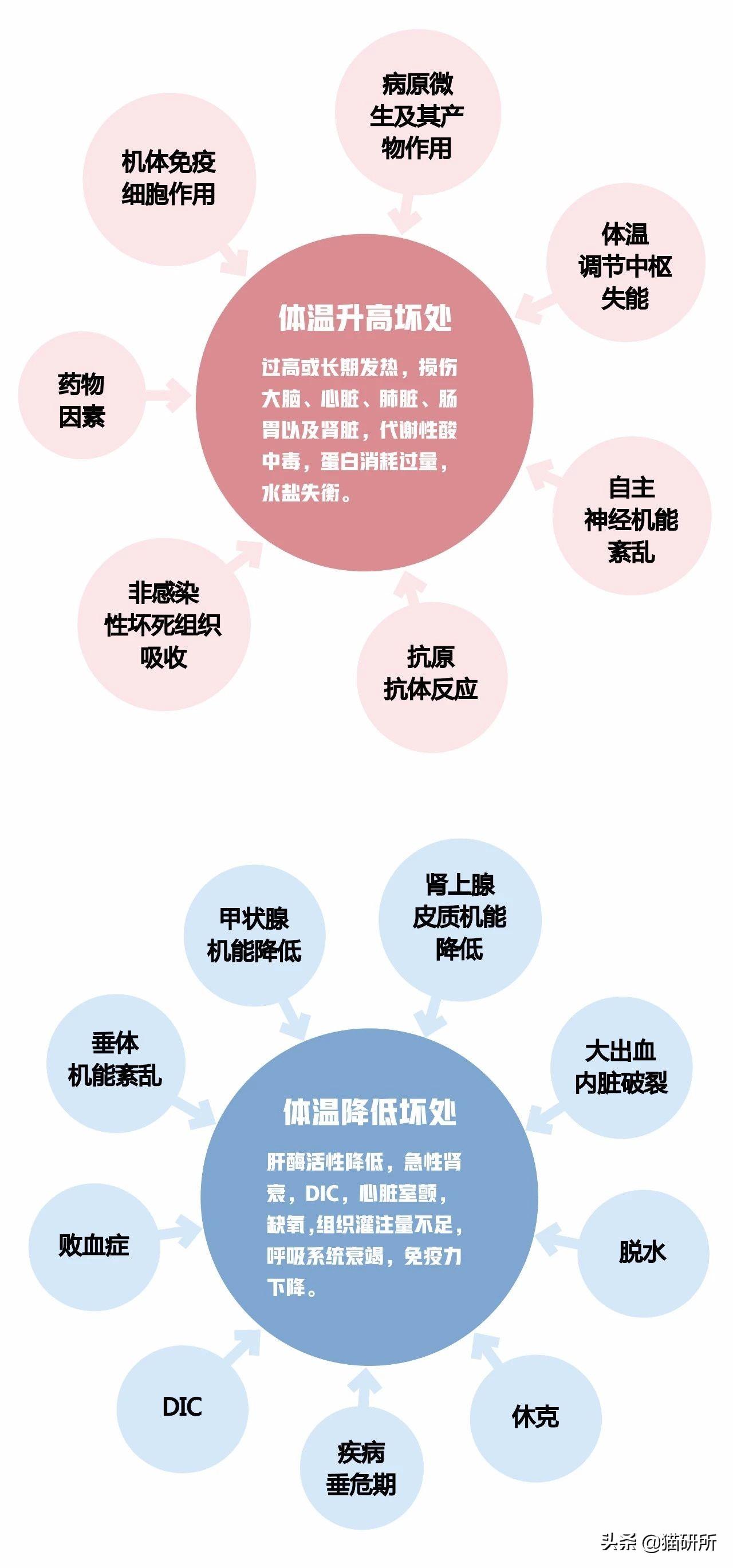 猫正常体温(猫咪发烧摸哪个部位最明显)