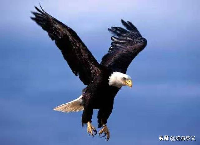 农村常见的鸟50种，绝大部分的人说不出名字的28种常见鸟