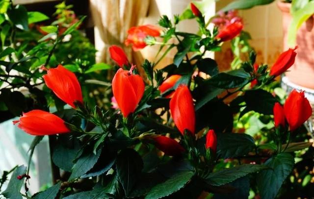 扶桑的养殖方法，扶桑花的养殖方法和注意事项（做好4点，四季吐艳，花开不断）