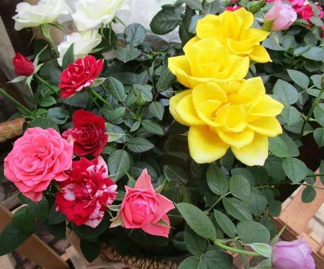 杜鹃花掉叶子的原因和解决办法详情介绍，杜鹃花掉叶子严重咋办（到底是哪出问题了）