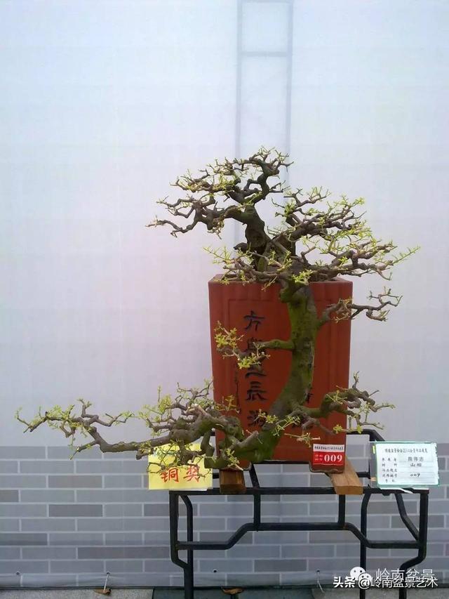 山桔种植方法，山桔盆景，其实没那么难养！