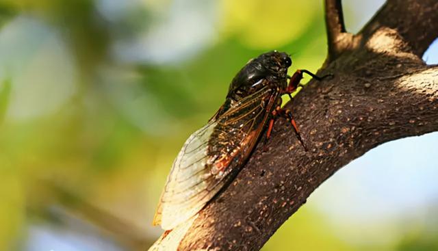 乌龟叫是怎么回事，养的小乌龟叫是怎么回事（为什么天越热，蝉叫得越厉害）