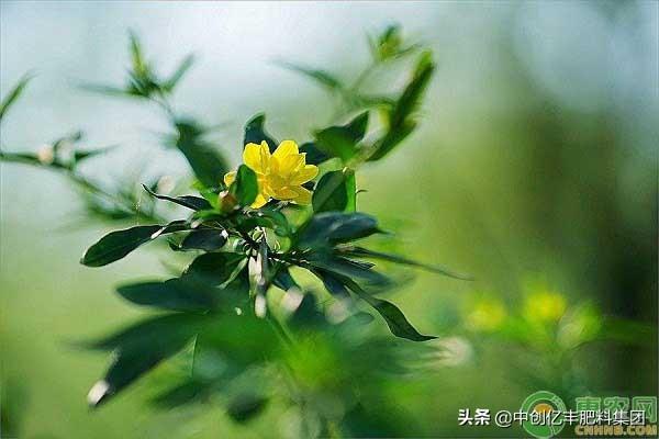 迎春花象征着什么，迎春花象征着什么精神（迎春花是什么季节开的）