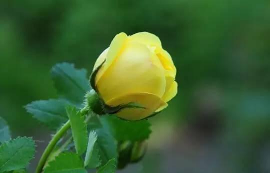 各种花的花语，各种花的花语爱情（史上最全花语大全）