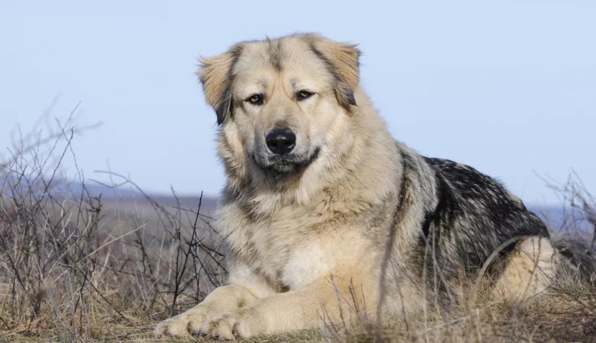 阿拉斯加犬两月多少斤 阿拉斯加2个月相当于人的几岁