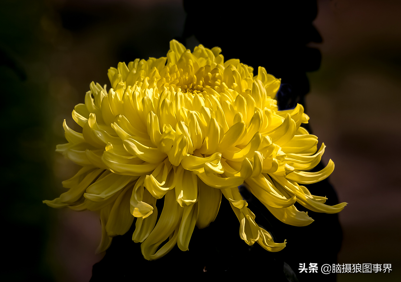 1,菊花照片案例分析一