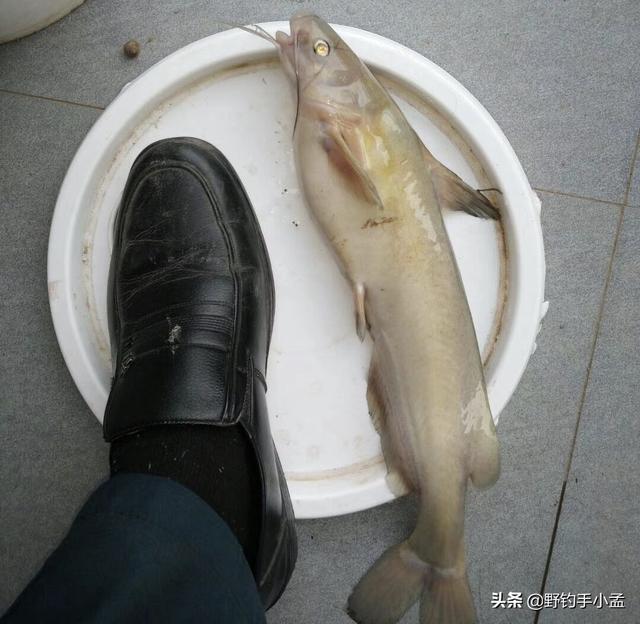 白鮰鱼和黑鮰鱼的区别是什么，它和鲶鱼大同小异却让人情有独钟—浅谈长江鮰鱼钓法选择
