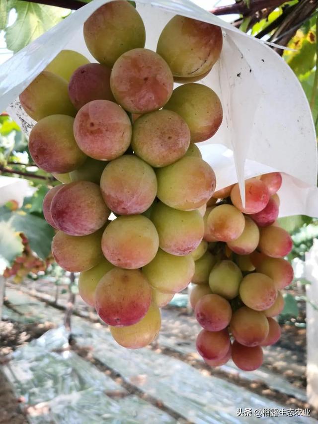 浪漫红颜葡萄的特点，浪漫红玫瑰葡萄（葡萄四大“网红品种”的优缺点及市场发展前景）