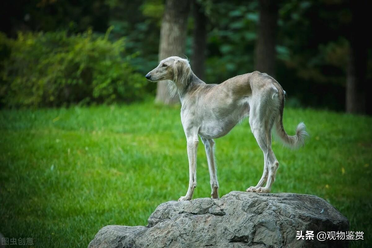 撵兔子狗是什么品种,抓兔子的狗叫什么名字 - 玉三网