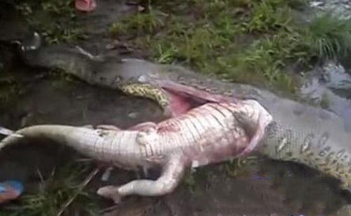 什么动物吃鳄鱼，什么动物吃鳄鱼尾巴（4米长蟒蛇吞食2米长鳄鱼）